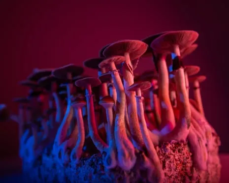 About Psychedelics by the Author: A Reflective Guide into Psychedelics